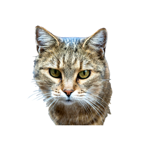 Portrait Of A Curious Tabby Cat With Green Eyes Looking Intently Outdoors. 15147 - Cat PNG image with transparent background